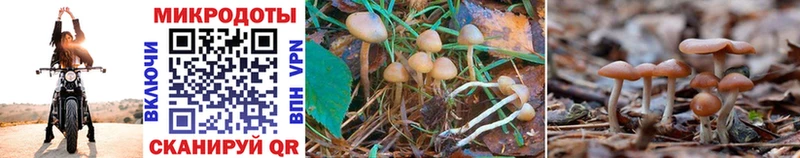 Галлюциногенные грибы Cubensis  Купить закладки  Сальск 